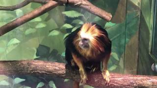 에버랜드 주토피아 - 황금머리사자타마린, Golden-headed lion Tamarin