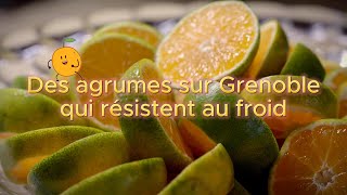 Des agrumes sur Grenoble qui résistent au froid (Retour 9 mois plus tard)