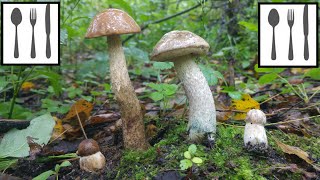 Porównanie: Koźlarz babka (Leccinum scabrum) vs Koźlarz różnobarwny (Leccinum variicolor)