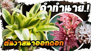 แทบไม่เชื่อ..!! ปลูกต้นวาสนาไว้ในบ้าน ผลเป็นแบบนี้ หลายคนเจอกับตัว  | Nava DIY