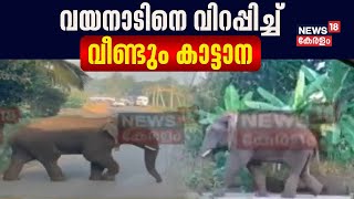 Wayanad Wild Elephant Attack | വയനാടിനെ വിറപ്പിച്ച് വീണ്ടും കാട്ടാന | Wild Animals In Village