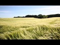 Cornfield wind - take a break