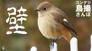 コンデジ鳥撮散歩　壁を楽しむ？　兵庫県・北播磨