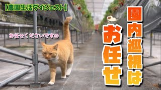 【12/14】今回はチャミ多めです🐈【農園生活ダイジェスト】