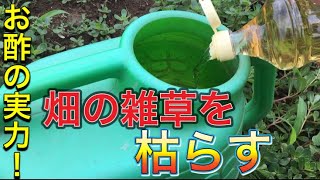 【農業】畑の雑草をお酢で枯らす！