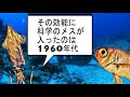 ケンサキイカ と キンメダイ の ほのぼの雑学80「ナマコ」