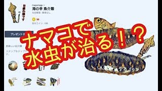 ケンサキイカ と キンメダイ の ほのぼの雑学80「ナマコ」