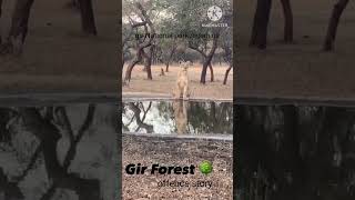 Lioness drink a water gir National park sasan gir forest #girsafari #sasangir #lion#animals