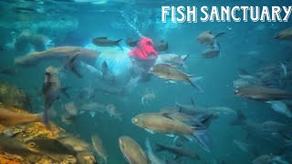 Jadisil fish Sanctuary ,South Garo Hills | Meghalaya