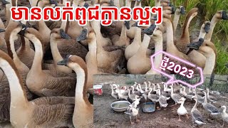 មានលក់ពូជក្ងានសម្រាប់ចិញ្ចឹម