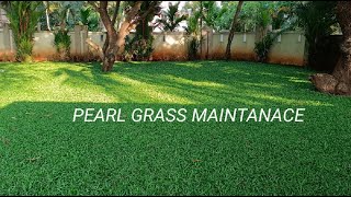 pearl grass maintance (pearl grass പരിചരണം)