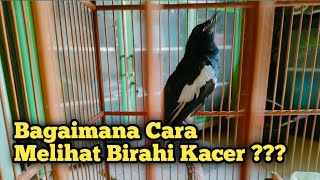 BAGAIMANA CARA MELIHAT BIRAHI KACER ???