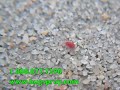 red spider mite or clover mite up close