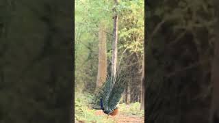 Peacock in Tadoba Forest of Maharashtra, India attracting the Peahen.