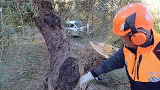 PODA OLIVO JAÉN VÍDEO 52