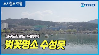 대구 벚꽃 명소 - 수성못