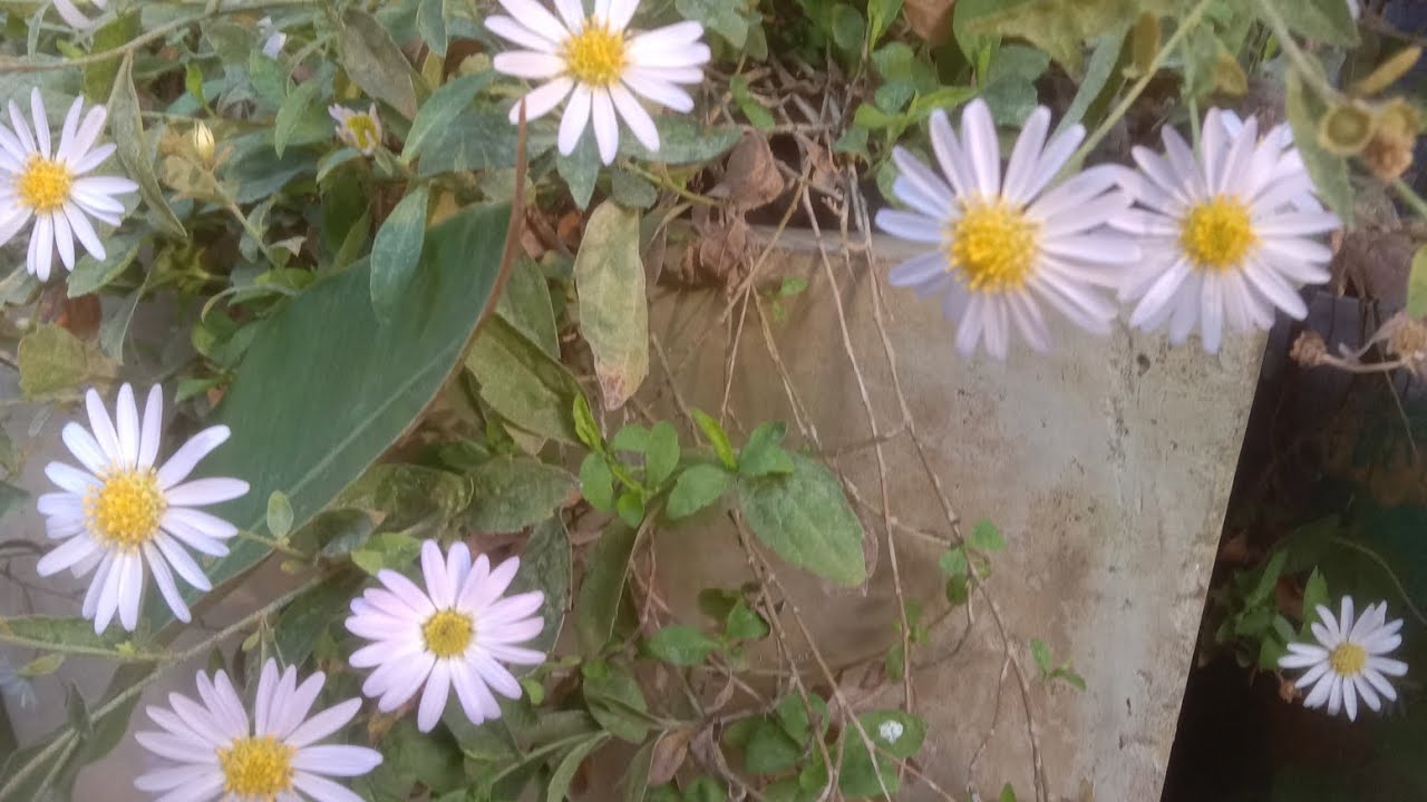 Daisy Youtube Daisy Youtube