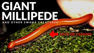 Swamp Creatures! ft. Giant Millipede and Slug Eating Snake