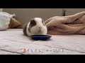 ズボラ食べ　モルモット　lazy guinea pig