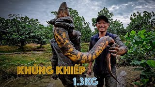 Kỷ Lục bắt con Lươn Khủng 1.3kg quá kịch tính | Gấc Quê