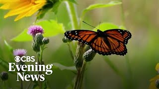Butterflies in U.S. vanishing at alarming rate, study finds