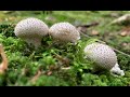 Готую у лісі (серія 17): ДОЩОВИК ЇСТІВНИЙ/ LYCOPERDON PERLATUM/ ASMR