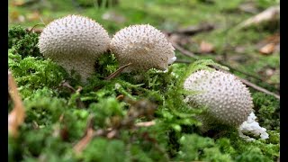 Готую у лісі (серія 17): ДОЩОВИК ЇСТІВНИЙ/ LYCOPERDON PERLATUM/ ASMR