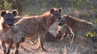 Hyena and Lion eating frenzy