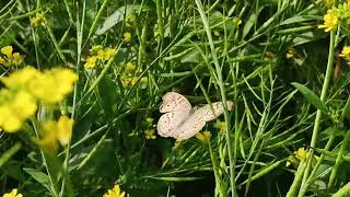 #Junonia atlites butterfly 🦋in my garden 🌱🌿🌿🌷🌷🌷