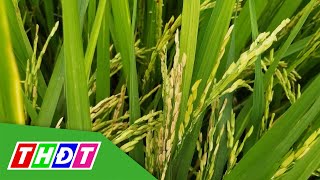 Chăm sóc lúa giai đoạn đòng đến trổ chín | Syngenta Thông tin nông nghiệp - 30/1/2022 | THDT