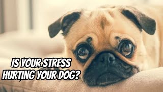 How Stress Affects Your Dog’s Health and Mood