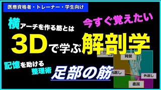 足部の筋【3Dで学ぶ解剖学】足部の筋は４つのパートに分けると整理しやすい