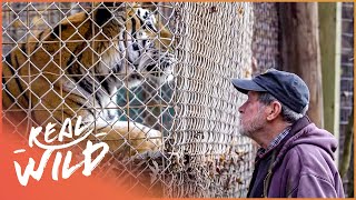 The Man With 200 Big Cats (Wildlife Documentary HD) | Predator Pets | Real Wild
