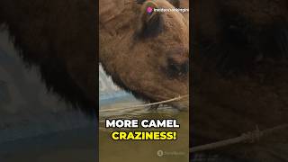 Top 10 facts about Camel!