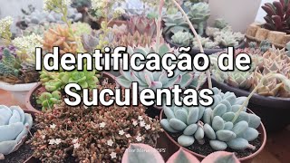 IDENTIFICAÇÕES de Suculentas,  mais de 20 espécies lindas e dicas de cultivo, #dicas