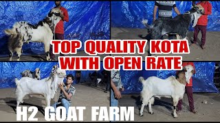 Khatarnak Kota Collection Hight Colourfull With Open Price H2 Goat Farm Bhiwandi Padgha