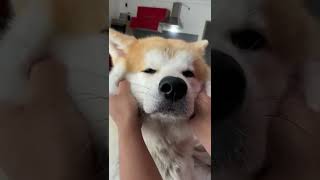 Squish the cute face of my akita dog 🐶😍 | #dogs #akitainu