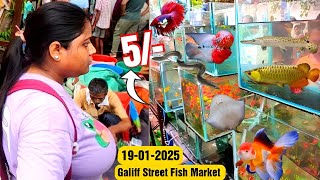 Recent Aquarium Fish Price Update | Galiff street Fish Market | Galiff Street new video 19-01-2025