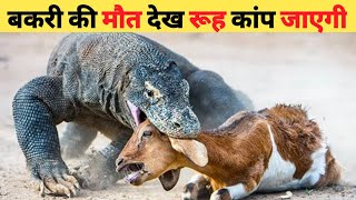 जब जंगली जानवरों की लड़ाई इस छिपकलियों से हुई | When Animals Faced Komodo Dragons