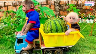 Smart BiBi harvests watermelon to make watermelon juice for baby monkey Obi