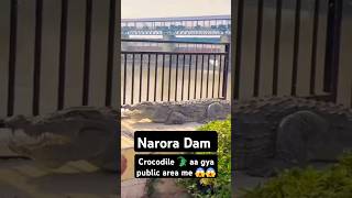 crocodile 🐊 aa gya public area me 😱😱 / Narora Dam #shortsviral #shortvideo #shorts #youtubeshorts