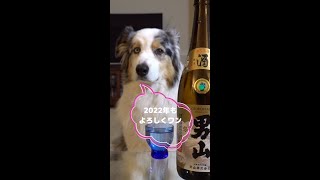 愛犬からの明けましておめでとう～2022年【Australian Shepherd】オーストラリアンシェパード｜#Shorts