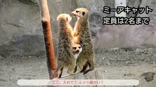 定員は2名まで ミーアキャット