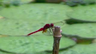 ショウジョウトンボ/Crocothemis servilia mariannae 02_240813_森林公園