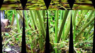 Cardamom plantation chakkupallam ( Green Pepper Cart)