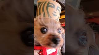 スターバックス ヨーキー/STARBUCKS YORKIE