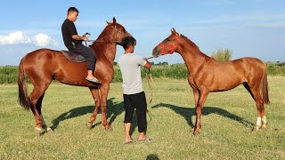 ТАЙ САТЫЛДЫ АТТЫ СУРАГЫЛА