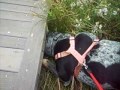 bluetick coonhound howling