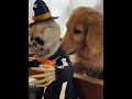 【ハロウィン】【老犬ダックスサリー18才ハッピーハロウィン👻🎃 ダックス18才 ダックスちゃんねる 老犬ダックス ＃ミニチュアダックスフンド