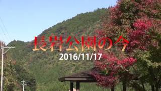 うきはかいねっと　道の駅より紅葉各地の今を紹介　2016/11/17